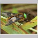 Chrysops relictus - Bremse m08.jpg